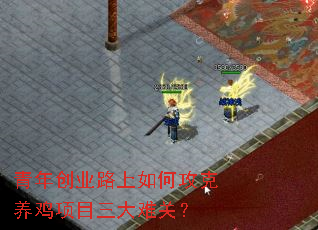 青年创业路上如何攻克养鸡项目三大难关? 青年创业路上如何攻克养鸡项目三大难关?